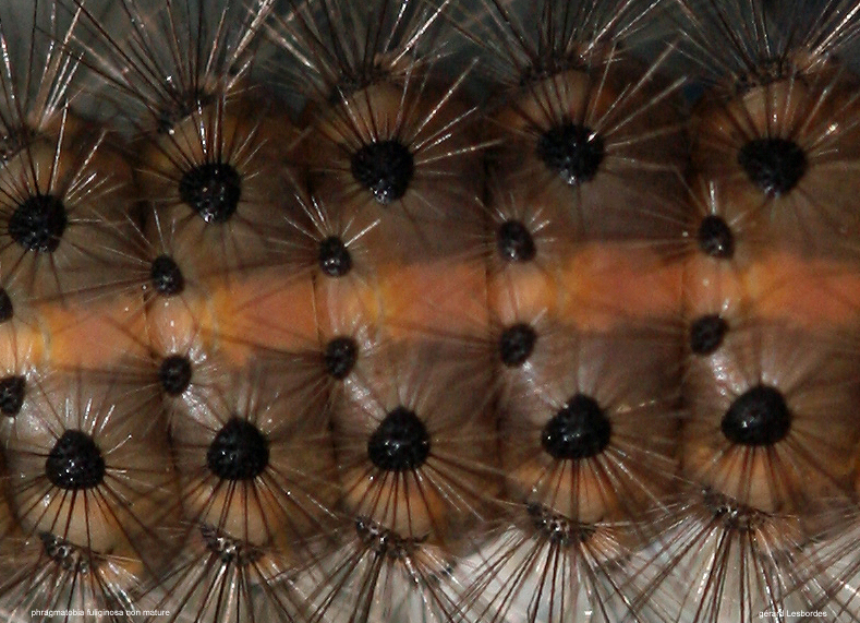 fuliginosa 14.jpg